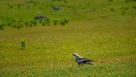 A panoramic view of a field with a Long-legged buzzard bird or Buteo rufinus standing among meadow grasses on the Bolshoy Bermamyt plateau, Stavropol Krai, Russia [IBR125448846]