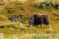Musk ox (Ovibos moschatus) in the Arctic tundra, mammals (Mammalia), autumn colours, Kangerlussuaq, West Greenland, Greenland [IBR125448847]