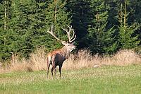 Red deer (Cervus elaphus) during the rutting season, a magnificent stag in a woodland clearing, wildlife, autumn, Sauerland, North Rhine-Westphalia, Germany [IBR125448849]