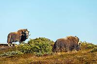 Musk ox (Ovibos moschatus), herd in the Arctic tundra, mammals (Mammalia), autumn colours, Kangerlussuaq, West Greenland, Greenland [IBR125448851]