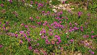 A panoramic view of meadow grasses and flowers growing on the Bolshoy Bermamyt plateau, nature, at daytime, Stavropol Krai, Russia [IBR125448852]