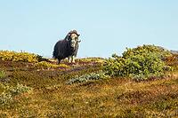 Musk ox (Ovibos moschatus) in the Arctic tundra, mammals (Mammalia), autumn colours, Kangerlussuaq, West Greenland, Greenland [IBR125448860]