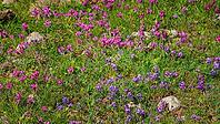 A panoramic view of meadow grasses and flowers growing on the Bolshoy Bermamyt plateau, nature, at daytime, Stavropol Krai, Russia [IBR125448862]