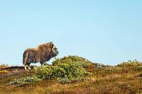 Musk ox (Ovibos moschatus) in the Arctic tundra, mammals (Mammalia), autumn colours, Kangerlussuaq, West Greenland, Greenland [IBR125448866]