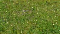 A panoramic view of meadow grasses and flowers growing on the Bolshoy Bermamyt plateau, nature, at daytime, Stavropol Krai, Russia [IBR125448867]