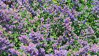 A close-up view of the purple flower of the Nepeta racemosa plant, one of the varieties of catnip, at daytime, Stavropol Krai, Russia [IBR125448869]