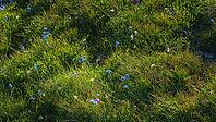 A panoramic view of meadow grasses and flowers growing on the Bolshoy Bermamyt plateau, nature, at daytime, Stavropol Krai, Russia [IBR125448871]