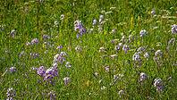 A panoramic view of meadow grasses and flowers growing on the Bolshoy Bermamyt plateau, nature, at daytime, Stavropol Krai, Russia [IBR125448873]