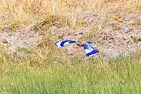 Indian roller (Coracias benghalensis) India [IBR125448875]