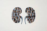 Two kidney shaped silhouettes made of diverse human face portraits representing organ donation and transplant community concept. AI generated [IBR125448908]