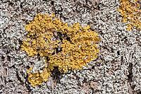 Yellow lichen Xanthoria parietina on tree bark [IBR125462038]
