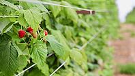 A close-up on a cluster of ripe and unripe raspberries hanging from a vibrant green cane, supported by trellis wires, with a blurry farm row in the background. [IBR125462044]