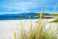 Near Wild Grass by White Sand Beach [IBR125462045]