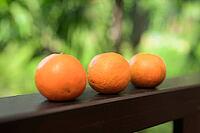 Three resh oranges with tropical leaves background representing healthy nutrition and vitamin-rich lifestyle [IBR125462047]