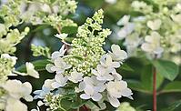 A close-up of a beautiful white and light green hydrangea paniculata flower cluster with soft petals and buds, bathed in natural light [IBR125462048]