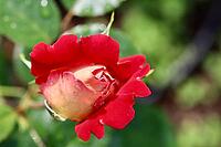 Beautiful red yellow rose with dew drops in the garden. Ideal for greeting cards [IBR125462060]