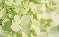 Background of white green petals of Hydrangea or Hydrangea close-up. Soft focus [IBR125462070]