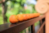 Many Fresh oranges with tropical leaves background representing healthy nutrition and vitamin-rich lifestyle [IBR125462071]