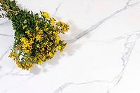 Hypericum flowers on a concrete table, herbal remedies, alternative folk medicine concept, green pharmacy advertising, collection of useful herbs for folk medicine, source of vitamins to strengthen the immune system [IBR125462073]