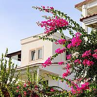 Beautiful pink and white begonville flowers on traditional summer house in Bodrum Turkey. Mediterranean plants in the garden [IBR125462074]