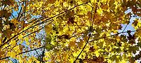 Looking up at vibrant golden yellow maple leaves on branches, creating a beautiful autumn background against bright blue sky [IBR125462080]