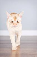 A cream-colored European Burmese cat strolls in a hallway against a minimalist blue wall. Purebred cat (a pedigree Burmese) is caught in motion, showing its slender short-haired coat and curious expression [IBR125462082]