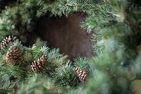 Border of green fir tree with pine cones [IBR125462083]