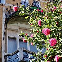 Vibrant pink camellia flowers in full bloom next to the Art Nouveau facade and wrought iron balcony of a historic European apartment building on a sunny day. [IBR125462090]