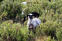 Spotted sheep in dense scrub, surrounded by nature, sheep (Ovis), domestic sheep (Ovis gmelini aries) (or historically Ovis aries), rosemary (Salvia rosmarinus, synonym: Rosmarinus officinalis), Maestrazgo (Maestrat, Alto Maestrazgo, l'Alt Maestrat), Los  [IBR125462092]