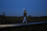 Woman forager walks through peat bog at wooden path at dusk, lighting her way with headlamp on head, returning from autumn wetland with basket full of mushrooms. Foraging wild food [IBR125462095]