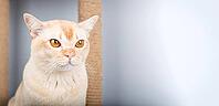 A close-up of a cream-colored Burmese cat with amber eyes. The cat sits at a scratching post against a light background with copy space. Concept for pets, comfort, and advertising [IBR125462102]