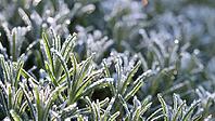 A vibrant macro shot of needle lavender leaves coated in sparkling hoarfrost and dew drops, glistening in the soft, bright morning sunlight. [IBR125462107]