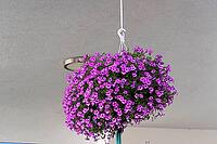 A hanging flower basket with purple flowers under a blanket, decorative and lively, Isny im Allgäu, Ravensburg district, Baden-Württemberg, Germany [IBR125462108]