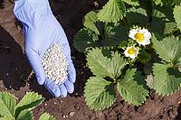 Gardener in rubber glove giving chemical fertilizer to young strawberries during their flowering season in the garden [IBR125462109]