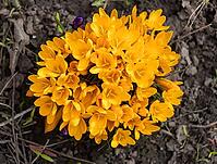 Yellow crocus flowers bloom in a vibrant cluster, signaling spring's arrival and new growth, attracting bees actively collecting pollen from blooming petals in rich, dark soil [IBR125462112]