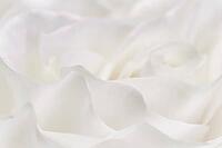 Abstract floral background, white rose flower petals, soft focus. Macro flowers backdrop for holiday brand design [IBR125462115]