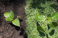 This image captures the process of enhancing vegetable garden soil with organic mulch from freshly mown lawn grass. Tomato seedlings. The technique of applying a layer of organic material to the upper soil not only helps maintain moisture and reduce weeds [IBR125462116]