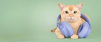A ginger domestic cat with large wireless headphones sits against a green background. Studio portrait with space for text, concept of music, podcasts, audio, entertainment and creative content [IBR125462124]