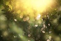 Defocused bokeh, twinkling lights vivid color blurred bokeh leaf background. Abstract nature and soft clay color style [IBR125462132]