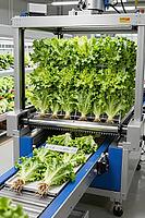 Automated vertical farming harvesting technology transports fresh green hydroponic lettuce on industrial conveyor belts inside high tech greenhouse, mechanical precision and artificial climate control represent the modern transformation of agriculture tow [IBR125472267]