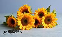 Vibrant sunflowers with black seeds scattered nearby. Flowers display bright yellow petals and dark centers, AI generated [IBR125472279]