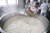 Industrial dairy processing of fresh milk curd in large stainless steel vats, hygienic manual curd cutting with harp rakes, rising steam over warm liquid, dairy factory workers in sterile protective overalls, sanitary headwear, face coverings, rubber glov [IBR125472288]