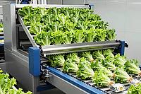 Automated lettuce sorting conveyor systems optimize fresh produce processing in vertical farming facilities, enhancing agritech food production chains, stainless steel machinery handles vibrant green leafy greens along structured multi level belts, synchr [IBR125472319]