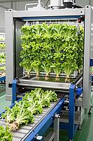 Automated hydroponic lettuce harvest on industrial conveyor belts transforms modern vertical agriculture, combining robotics with precision farming, pristine green salads arranged in vertical racks feed into mechanized sorting lines, stainless steel frame [IBR125472327]