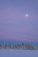 Snowy forest in twilight, Muddus National Park, UNESCO World Heritage Laponia, Norrbotten, Lapland, Sweden, January 2025 [IBR125492338]