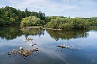 Möhneaue nature park Reserve, Möhnesee, Totholz im Wasser, Völlinghausen, Arnsberger Wald Nature Park, Westphalia, North Rhine-Westphalia, Germany [IBR125492345]