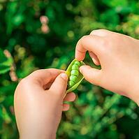 Close up of fresh open pod of green peas in the hands of a child [IBR125492353]