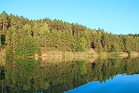 Pine forest reflection in calm lake water at sunset golden hour. Warm sunlight illuminates the dense evergreen trees and sandy shore. peaceful summer landscape showing pristine natural beauty [IBR125492354]