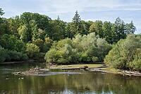 Möhneaue nature park Reserve, Möhnesee, Totholz im Wasser, Völlinghausen, Arnsberger Wald Nature Park, Westphalia, North Rhine-Westphalia, Germany [IBR125492355]