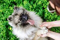 Small fluffy Keeshond dog looking up at camera with mouth open and pink tongue hanging out [IBR125492366]